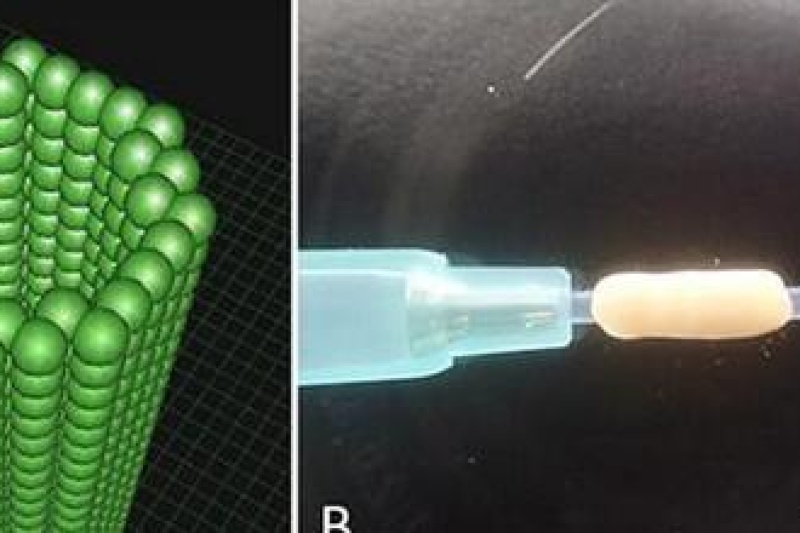 日本研发出可促进神经再生的生物3D打印导管