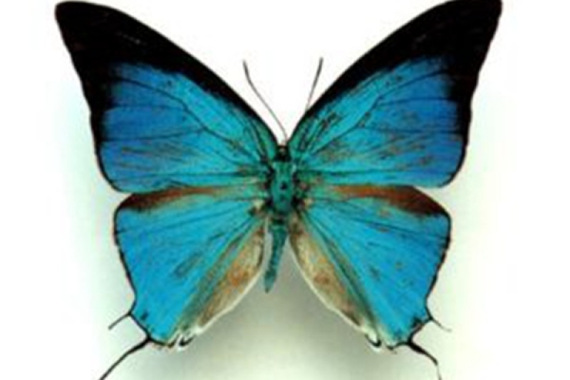 科学家用陶瓷3D打印出蝴蝶翅膀的结构