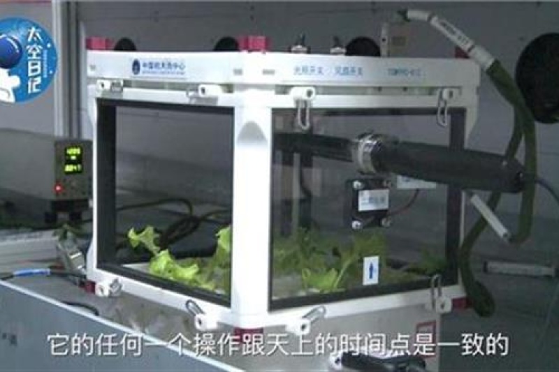 中国太空实验室的3D打印培养箱里成功长出生菜啦~